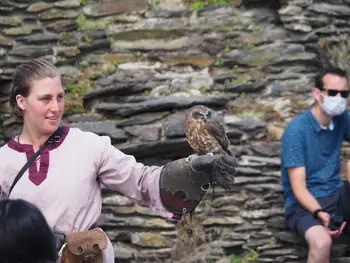 Roofvogelshow in Château de La Roche-en-Ardenne (België)